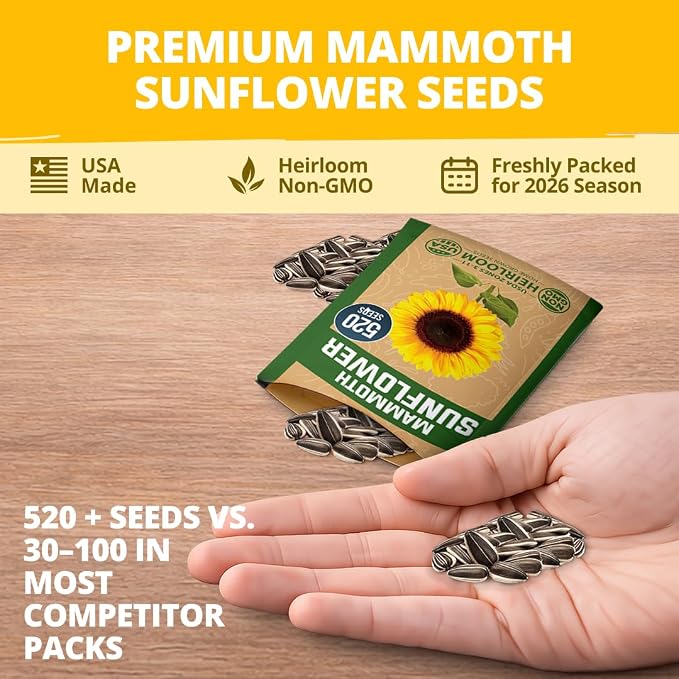 HOME GROWN Sunflower Seeds to Plant | 520+ Giant Mammoth Sunflower Seeds - Image 7