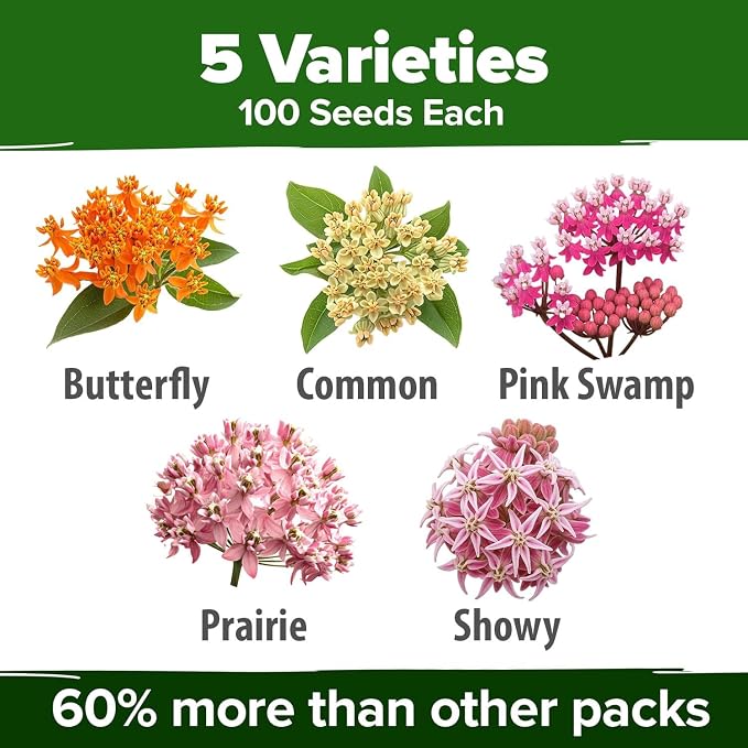 HOME GROWN Milkweed Flower Seeds - Image 2