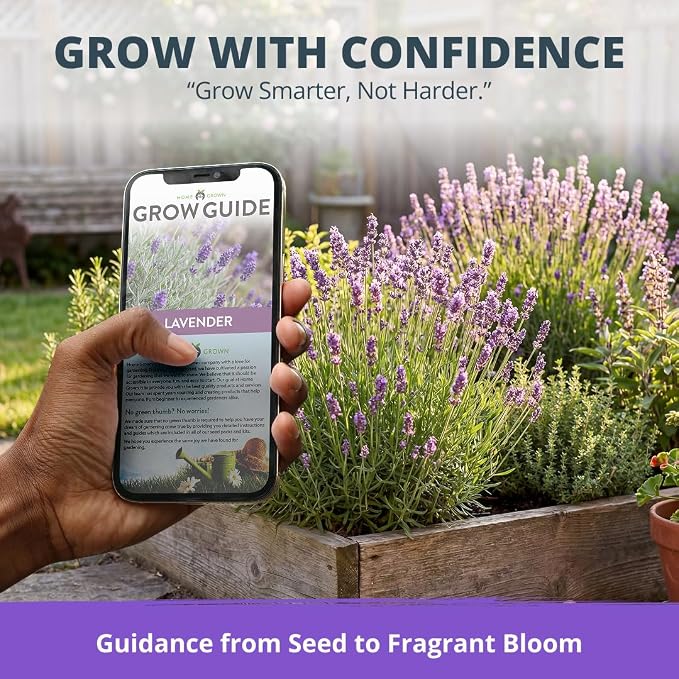 HOME GROWN Non GMO English Lavender Seeds 1, 500+ Wildflower Seed - Image 9