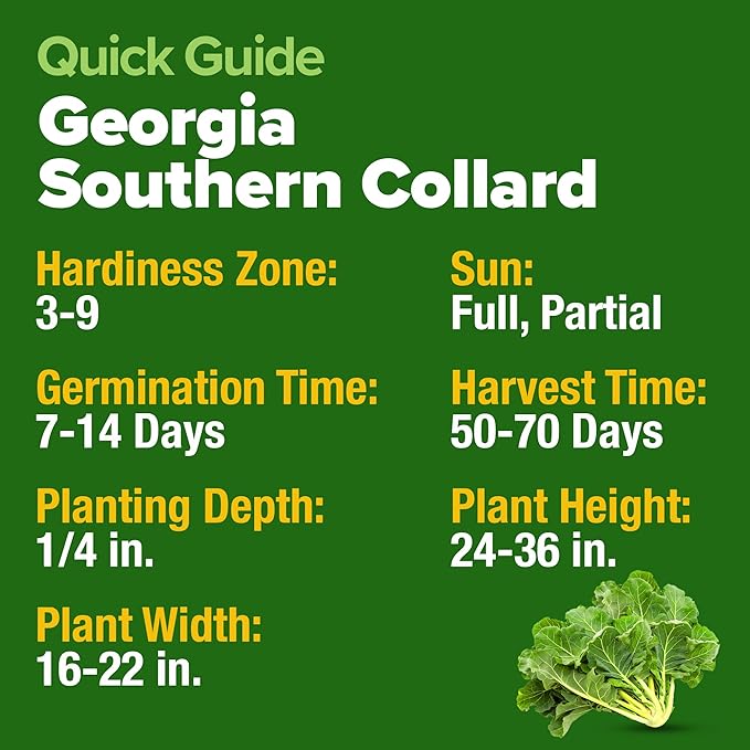 HOME GROWN Collard Greens Georgia Southern 300+ Heirloom Non GMO Seeds - Image 5