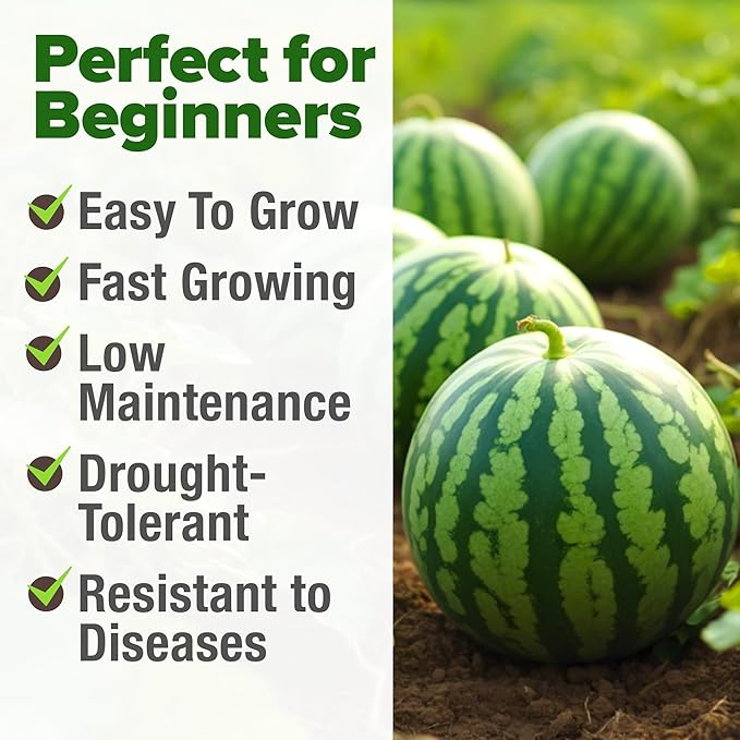 HOME GROWN Organic Crimson Sweet Watermelon Seeds 15+ Heirloom Non-GMO - Image 5