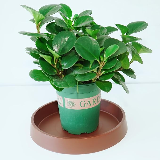 Plant Saucer Tray for Ceramic Plastic Pots, 16 inch Plant Saucers for Indoors - Image 3