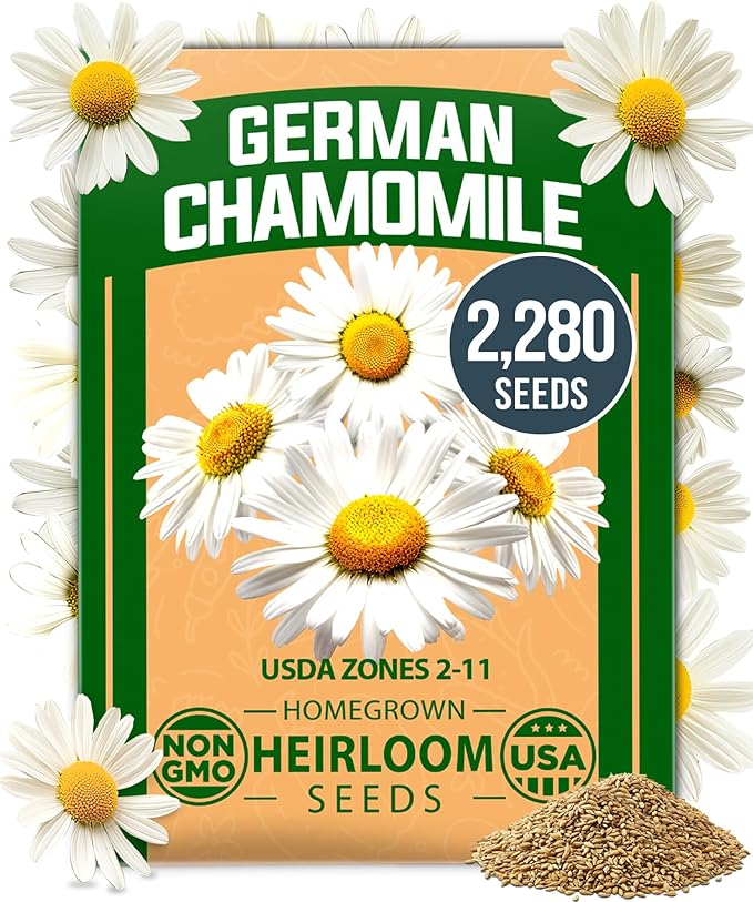 HOME GROWN German Chamomile Seed Pack 2, 280 Non GMO Heirloom Seeds by HOMEGROWN