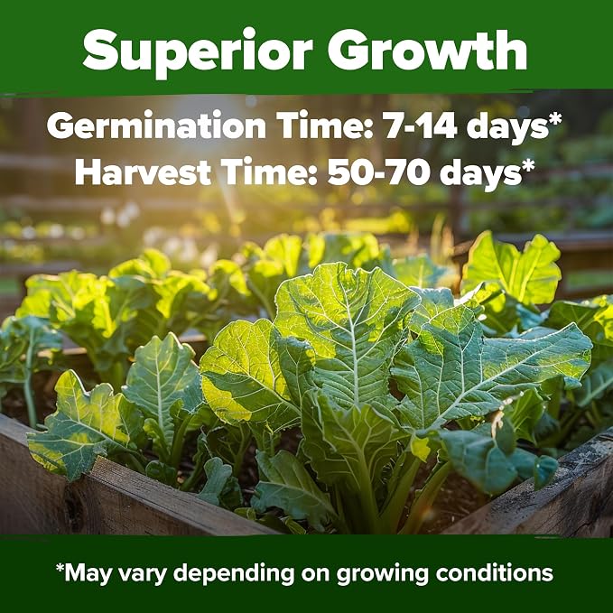 HOME GROWN Georgia Southern Collard Green Seeds 600+ Heirloom Non-GMO Seeds - Image 2