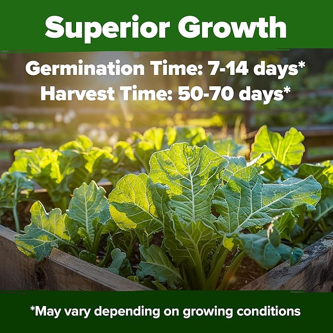 HOME GROWN Collard Greens Georgia Southern 300+ Heirloom Non GMO Seeds - Image 2