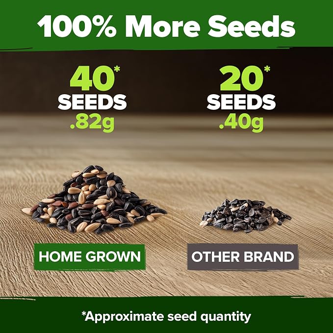 HOME GROWN Autumn Beauty Sunflower Seeds to Plant 40 Heirloom Non-GMO Sunflower - Image 3