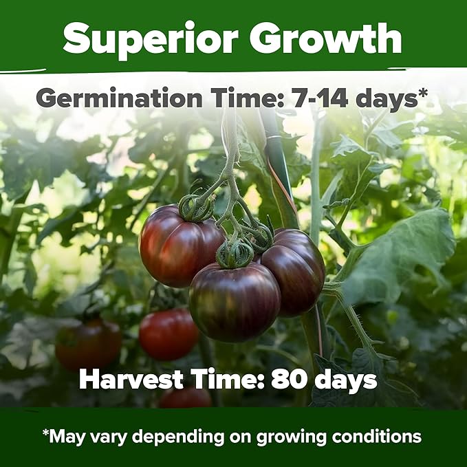 HOME GROWN Cherokee Purple Tomato Seeds 212+ Heirloom Non-GMO Seeds - Image 5