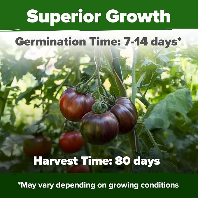 HOME GROWN Cherokee Purple Tomato Seeds 106+ Heirloom Non GMO Seeds - Image 5