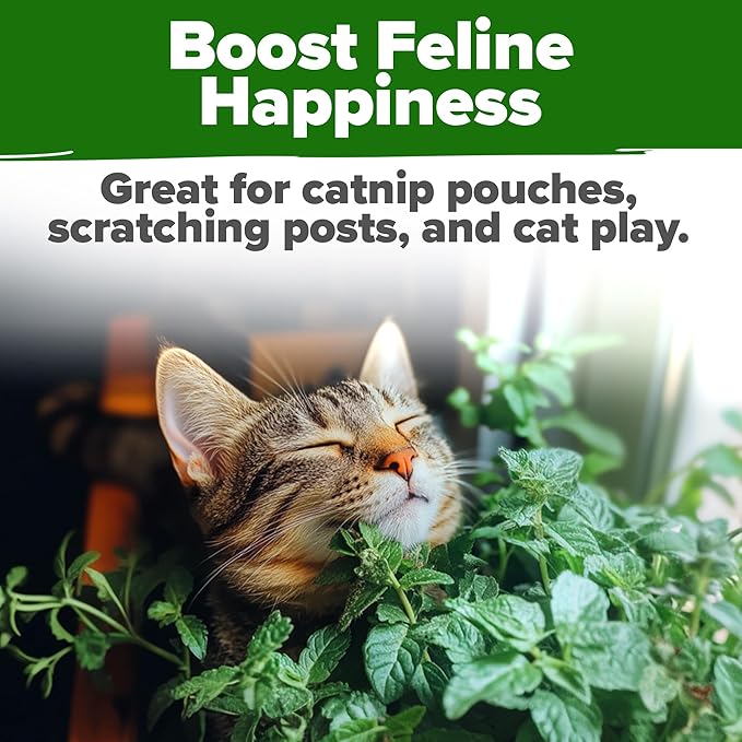 HOME GROWN Non GMO Catnip Seeds Heirloom Herb 2, 116 Seeds - Image 7