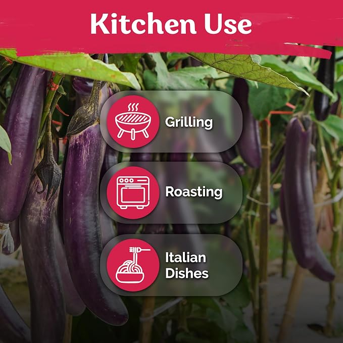 KVITER 175 Long Purple Eggplant Seeds – Asian Eggplant, Dark Purple Italian Egg - Image 6