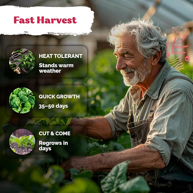 KVITER 400 Bloomsdale Spinach Seeds — Non-GMO & Heirloom, Heat Tolerant - Image 4