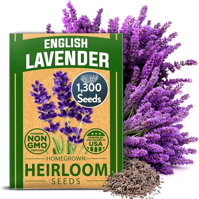 HOME GROWN Premium English Lavender Seeds -1, 300 Herb Seeds, Wildflower Seed by HOMEGROWN