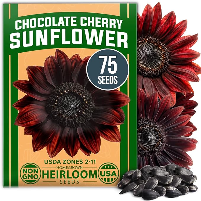 HOME GROWN Chocolate Cherry Sunflower Seeds 75 Heirloom Seeds by HOMEGROWN
