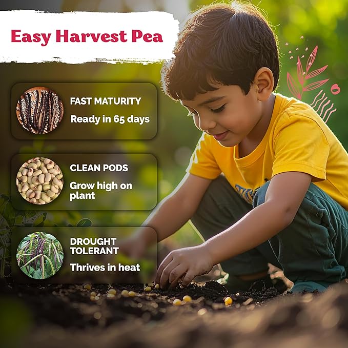 KVITER 75 Top Pick Pinkeye Cow Pea Seeds - Image 4