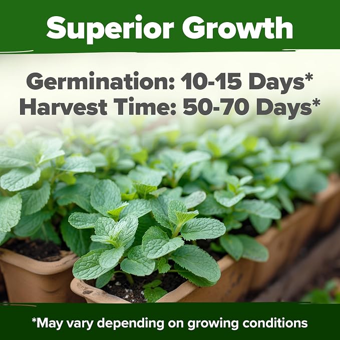 HOME GROWN Premium Common Mint Seeds 3, 600 Heirloom Herb Seeds, USA Sourced | - Image 2