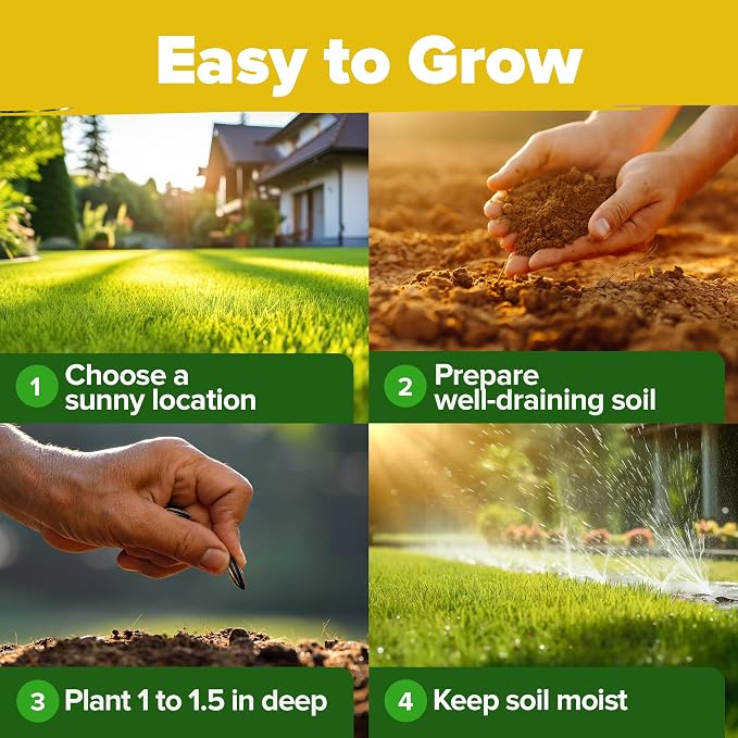 HOME GROWN Sunflower Seeds for Planting | 8 Varieties |1000+ Non-GMO Sun Flower - Image 8