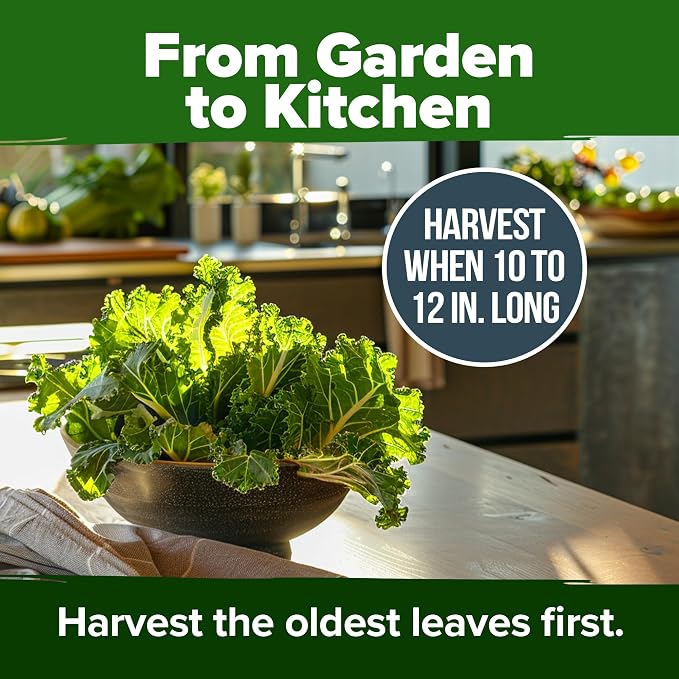 HOME GROWN Collard Greens Georgia Southern 300+ Heirloom Non GMO Seeds - Image 7