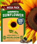HOME GROWN Sunflower Seeds to Plant | 520+ Giant Mammoth Sunflower Seeds by HOMEGROWN