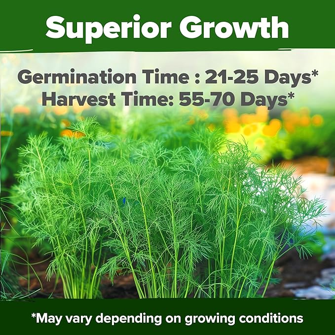 HOME GROWN Non GMO Dill Seeds for Planting 1, 014 Bouquet Dill Seeds and - Image 2