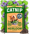 HOME GROWN Non GMO Catnip Seeds Heirloom Herb 2, 116 Seeds by HOMEGROWN