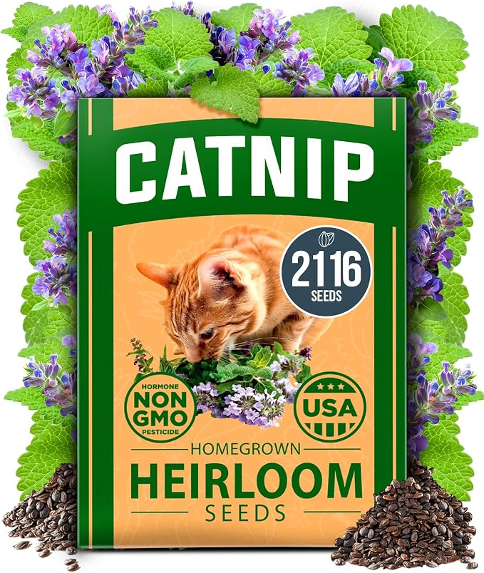 HOME GROWN Non GMO Catnip Seeds Heirloom Herb 2, 116 Seeds by HOMEGROWN