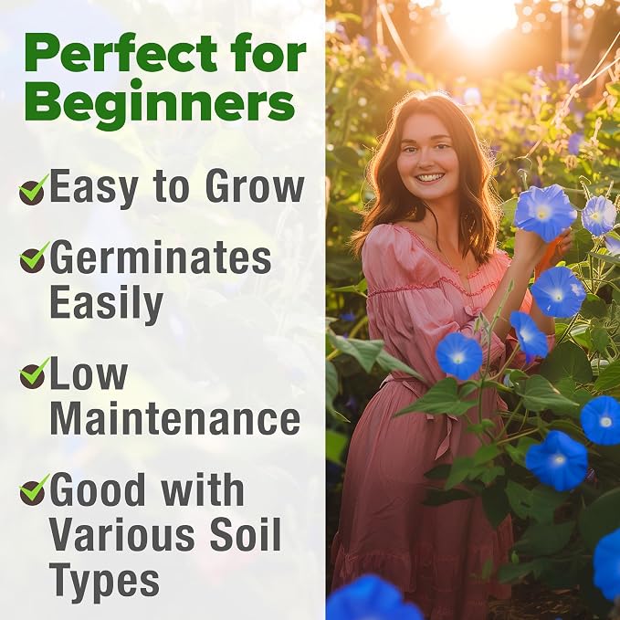 HOME GROWN Morning Glory Seeds, Heavenly Blue 300 Heirloom Morning Glories Vine - Image 4
