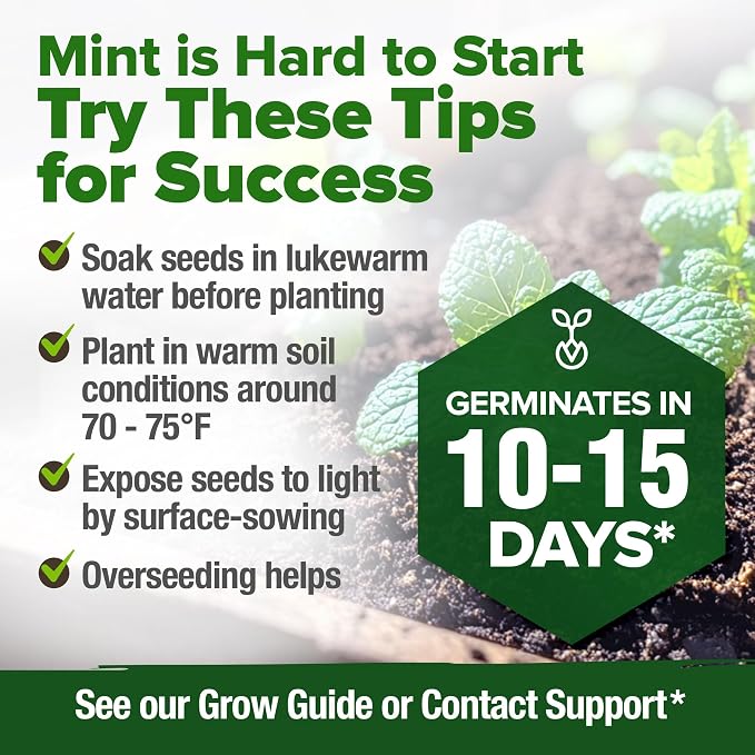HOME GROWN Premium Common Mint Seeds 3, 600 Heirloom Herb Seeds, USA Sourced | - Image 8