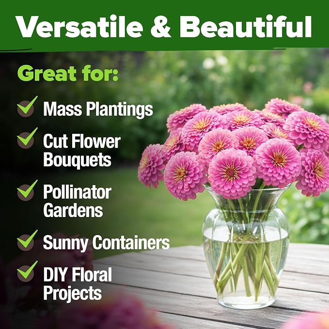 HOME GROWN Pink Zinnia Seeds – 1500 Luminosa Zinnias, Fast Blooming, Heat - Image 7