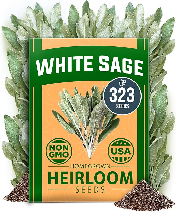 HOME GROWN Non GMO White Sage Seeds 323 Pack Heirloom Seeds by HOMEGROWN