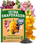 HOME GROWN Snapdragon Seeds Tetra – 2000 Tall Flower Seeds to Plant Outside by HOMEGROWN