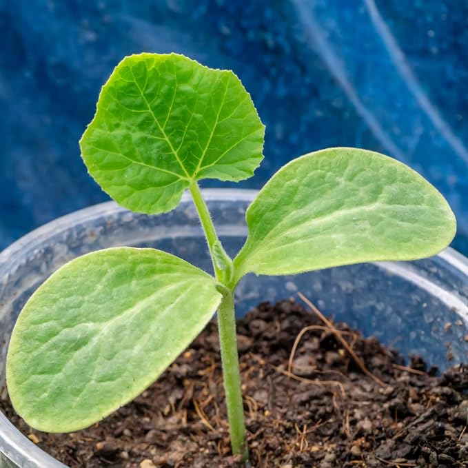 Seed Needs, Table King Acorn Winter Squash Seeds - Image 4
