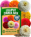 HOME GROWN Zinnia Lilliput Mix Flower Seeds – 600 Seeds Zinnia elegans – by HOMEGROWN