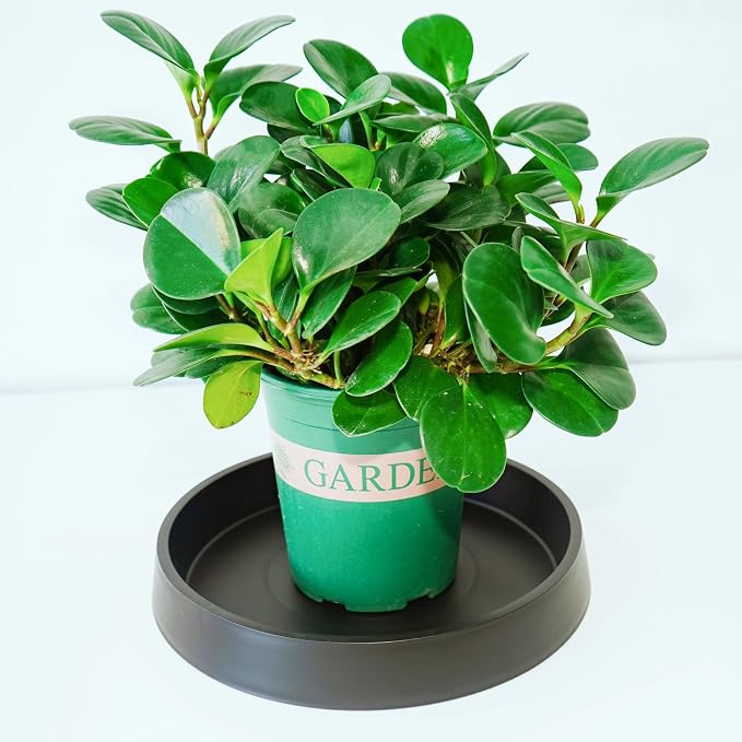 Plant Saucer Tray for Ceramic Plastic Pots, 10 inch Plant Saucers for Indoors - Image 5