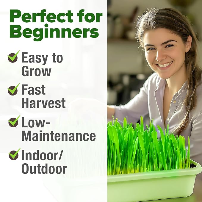 HOME GROWN Hard Red Winter Wheatgrass Seeds 12, 000+ Bulk 1.5 lb Heirloom - Image 4