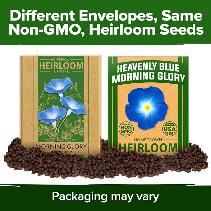 HOME GROWN Morning Glory Seeds, Heavenly Blue 300 Heirloom Morning Glories Vine - Image 9