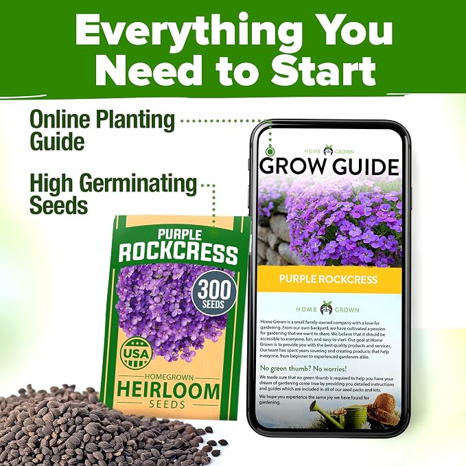 HOME GROWN Aubrieta Rock Cress Purple, Flowering Ground Cover Seed Pack - Image 8