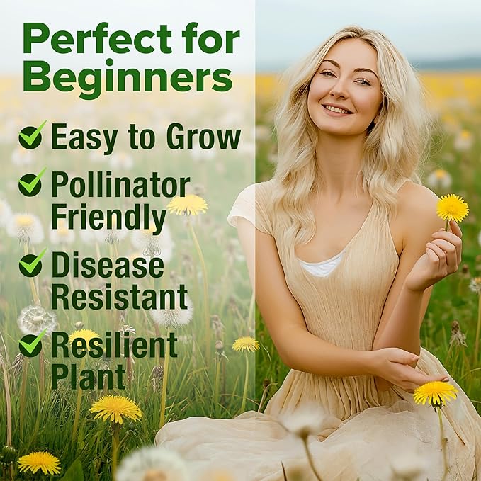 HOME GROWN Dandelion Seeds for Planting 600 Heirloom Medicinal Herb Seeds Non - Image 4