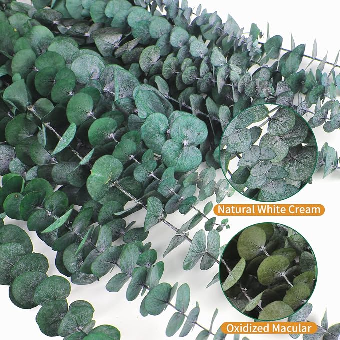 20 Pcs Dried Eucalyptus for Shower - Image 4