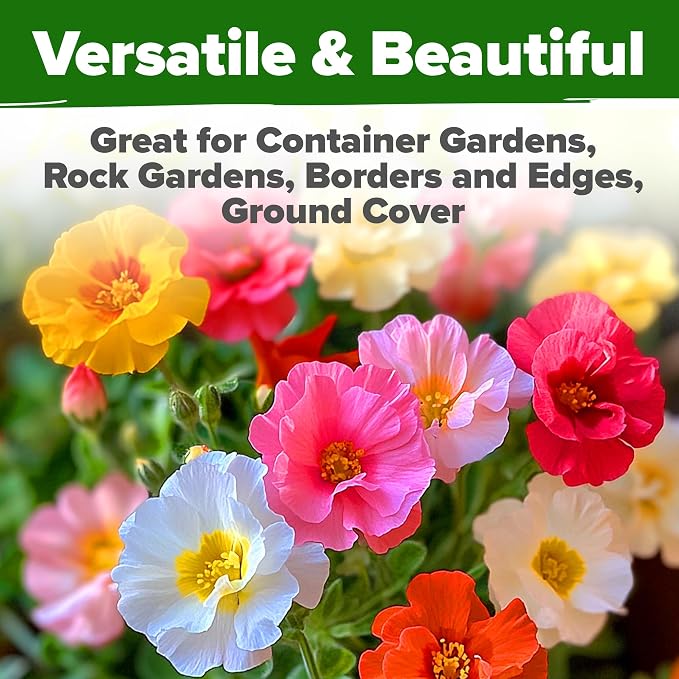 HOME GROWN 23, 500+ Moss Rose Seeds Annual Flower - Image 6