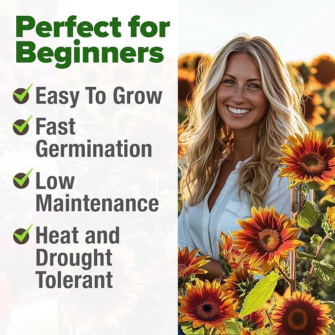 HOME GROWN Autumn Beauty Sunflower Seeds to Plant 40 Heirloom Non-GMO Sunflower - Image 8