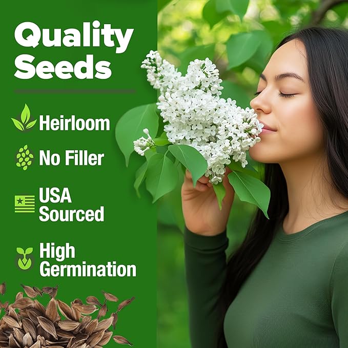 HOME GROWN 53 White Lilac Flower Seeds Non-GMO, Heirloom Tree Seeds - Image 2