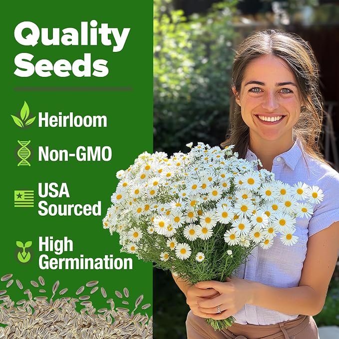 HOME GROWN German Chamomile Seed Pack – 4, 560 Heirloom Seeds - Image 2