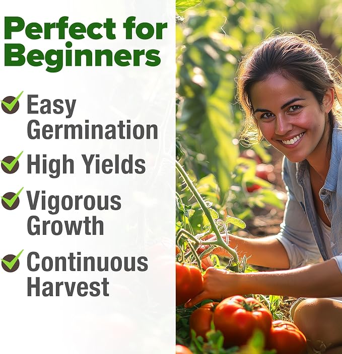 HOME GROWN Beefsteak Tomato Seeds 600+ Heirloom Non-GMO Seeds - Image 4