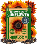 HOME GROWN Autumn Beauty Sunflower Seeds to Plant 40 Heirloom Non-GMO Sunflower by HOMEGROWN