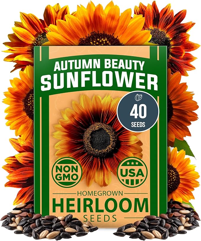 HOME GROWN Autumn Beauty Sunflower Seeds to Plant 40 Heirloom Non-GMO Sunflower by HOMEGROWN