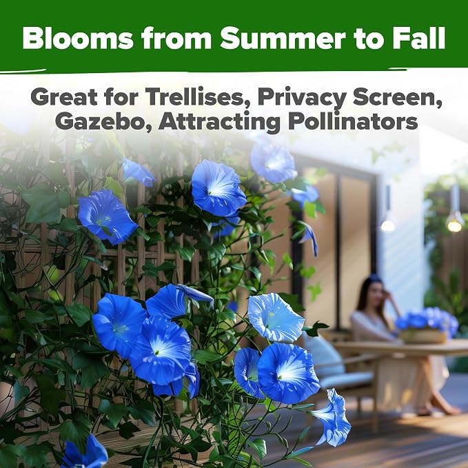 HOME GROWN Morning Glory Seeds, Heavenly Blue 300 Heirloom Morning Glories Vine - Image 6