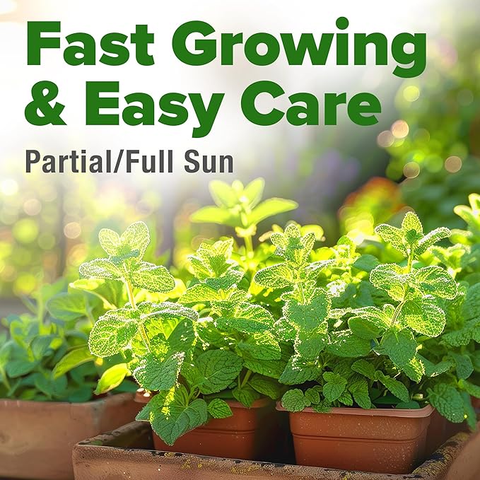 HOME GROWN Non GMO Common Mint Seeds 1, 800 Heirloom Herb Seeds, USA Sourced | - Image 5