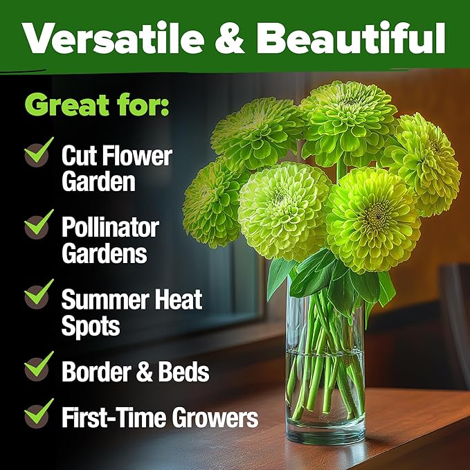 HOME GROWN Envy Zinnia Seeds – 500 Rare Lime Green Annual Zinnia Flower Seeds - Image 6