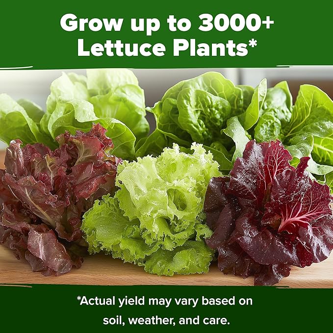 HOME GROWN Lettuce Seeds 5 Variety Mix 3950+ Bulk Pack Heirloom Non-GMO - Image 6