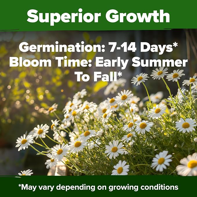 HOME GROWN German Chamomile Seed Pack – 4, 560 Heirloom Seeds - Image 6